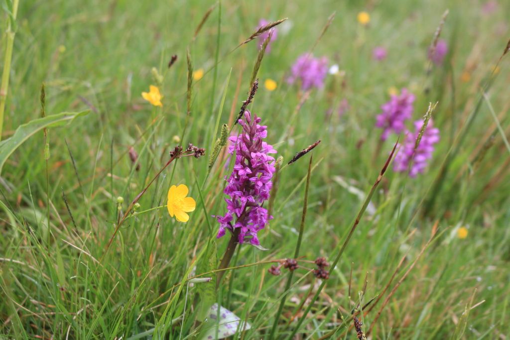 Geflecktes Knabenkraut - eine heimische Orchideenart