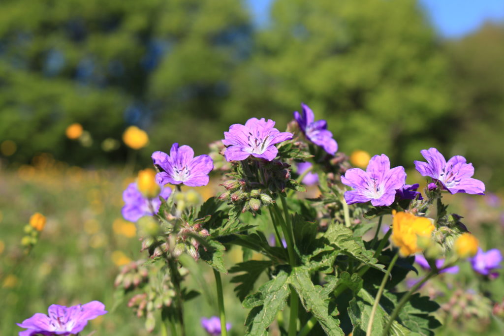 Wald-Storchschnabel - Charakterart der Bergmähwiese