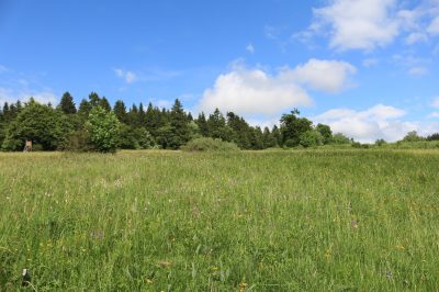 Artenreiche Wiese an den Forellenteichen